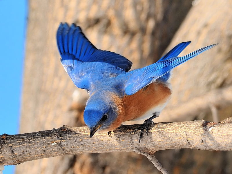 MALE BLUE BIRD, male, bird, blue, perch, HD wallpaper