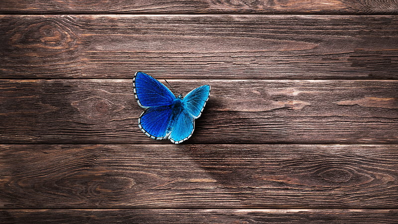 HD blue butterfly wallpapers | Peakpx