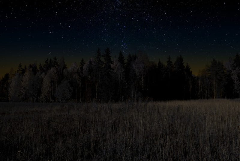 Stary night, Stars, Trees, Sky, Autumn, Night, Dry Grass, HD wallpaper