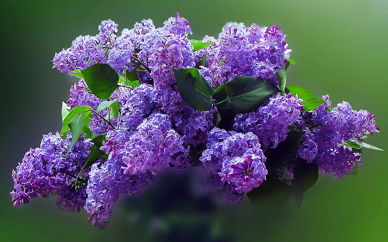 Lilac Bloom, lilac, flowers, nature, bouquet, HD wallpaper