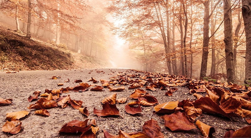 Foggy autumn day, fall, foggy, autumn, leaf, foliage, fog, mist, leaves, misty, nature, road, scene, landscape, HD wallpaper
