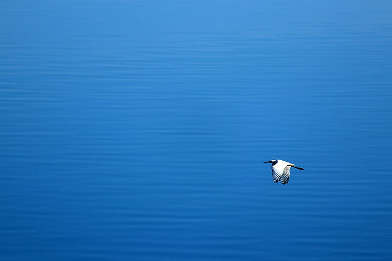 white and gray bird flying near water, HD wallpaper