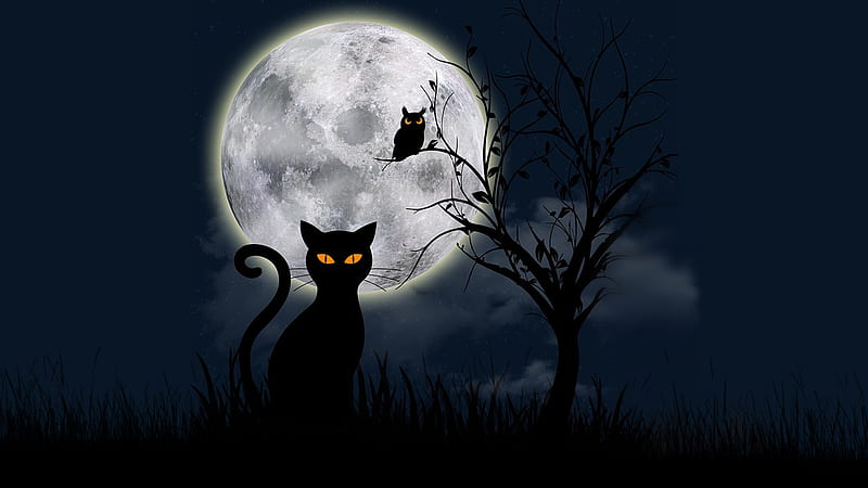 Cat & Owl, fall, owl, haunting, tree, spooky, full moon, black cat, Halloween, winter, HD wallpaper