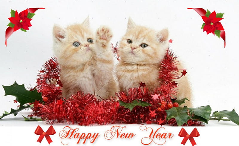 ~ ღ Happy New Year ღ ~, kittens, holidays, cats, animals, HD wallpaper