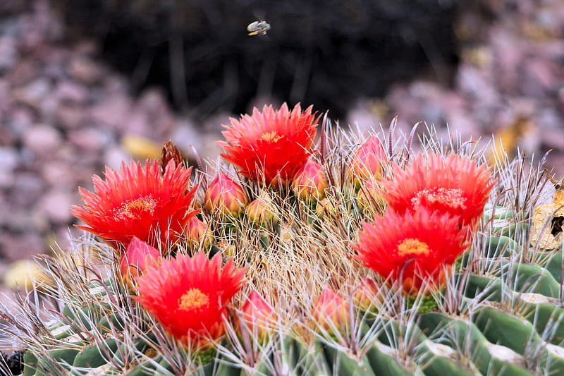 Bee over cacturs flowers, Bees, Cactus Flowers, Sonoran Desert, Phoenix, Arizona, Desert Botanical Garden, HD wallpaper