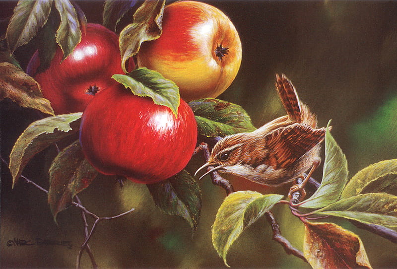 apple wren, red, bird, apples, leafs, HD wallpaper