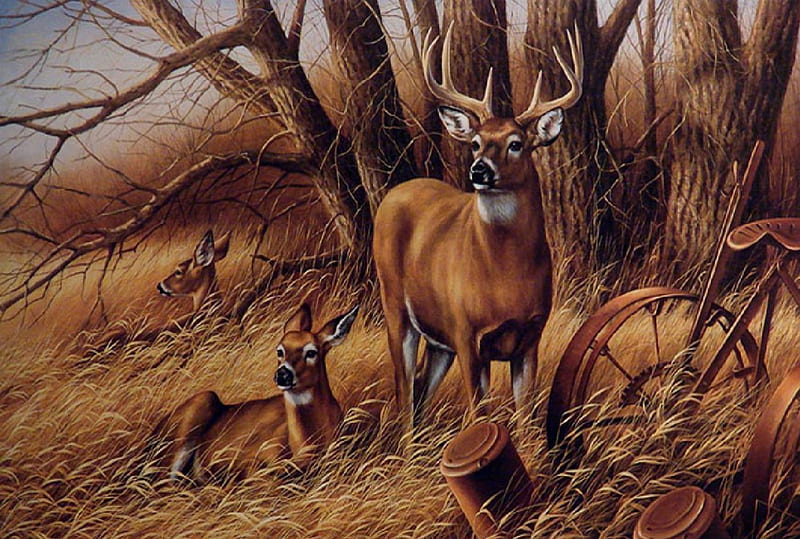 Whitetale Deer, does, autumn, tree, buck, high grass, HD wallpaper