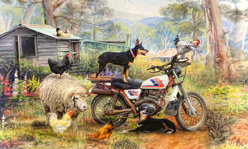 Kelpie Karetakers, rural, cute, sheep, Farm, chickens, Animals, motorcycle, dog, nostalgic, HD wallpaper