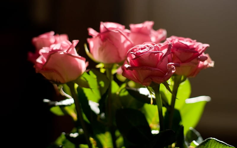 Rose Bouquet, blossoms, petals, leaves, pink, HD wallpaper | Peakpx