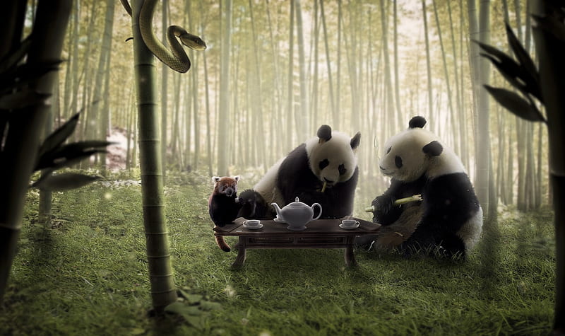 Tea Time, Panda, Art, Giant Panda, Artwork, HD wallpaper
