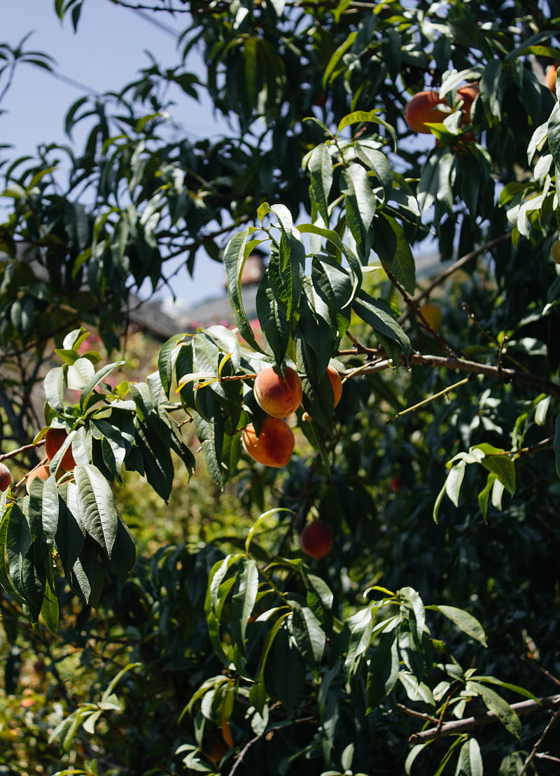 peaches, fruit, tree, branches, HD phone wallpaper