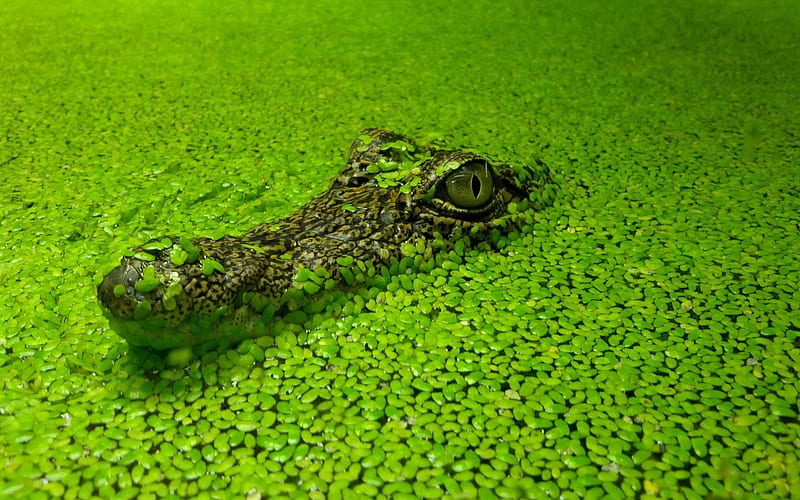 *** Crocodile in green ***, color, head, green, crocodile, HD wallpaper