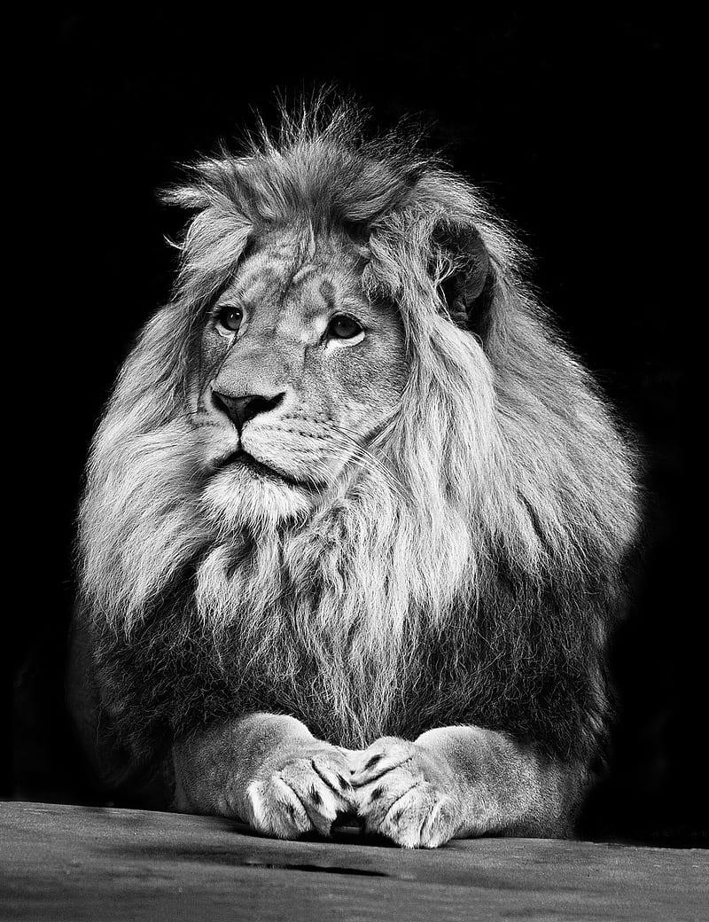 The Lion, vishal singh, HD phone wallpaper | Peakpx
