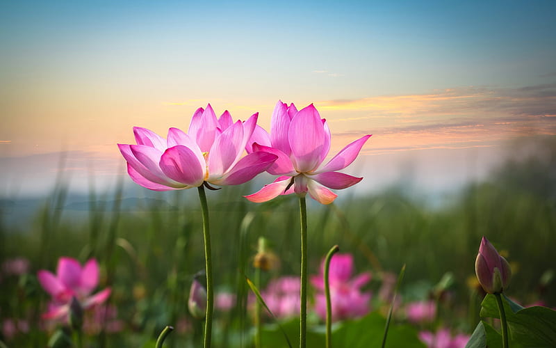 Lotus, blur, pink flowers, skyline, HD wallpaper
