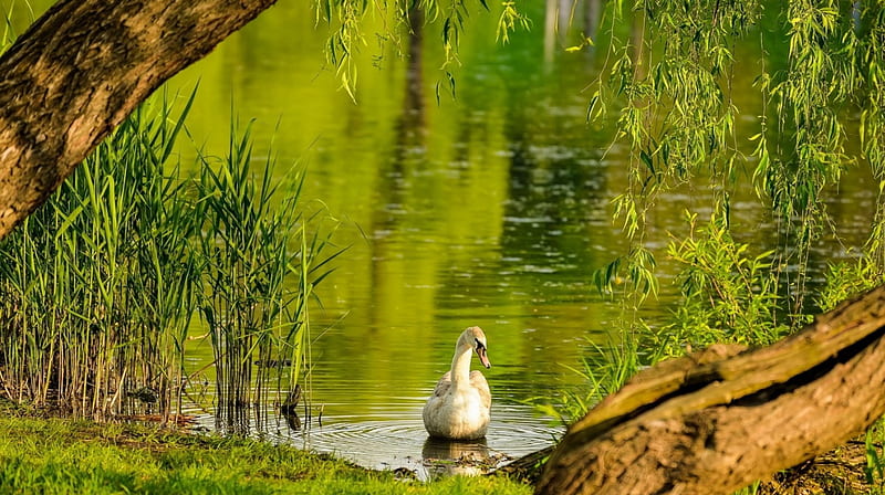 Swan on Lake, summer, water, lake, sawn, HD wallpaper