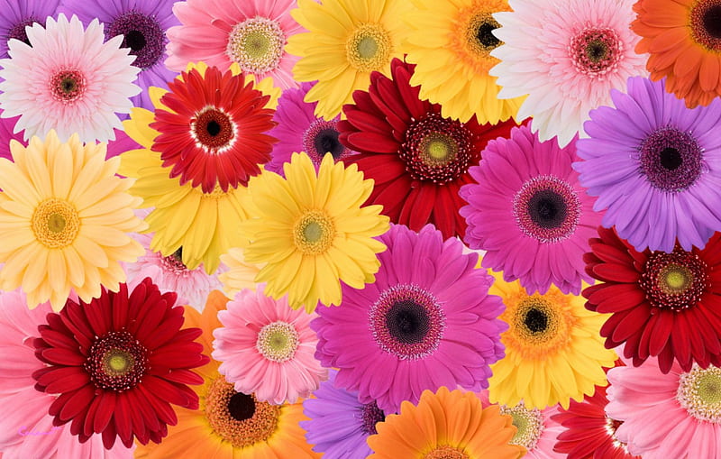 Daisies, red, yellow, by cehenot, rainbow, collage, purple, texture, flower, pink, daisy, HD wallpaper