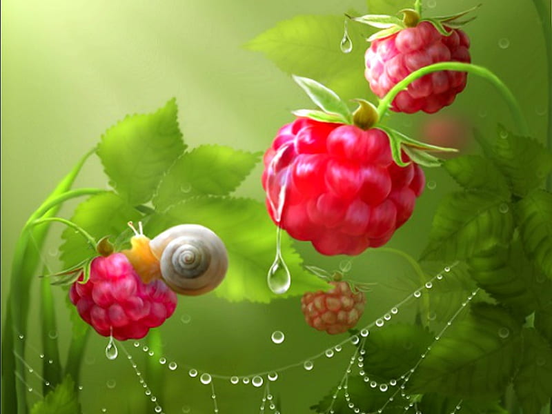 Raspberries, red, art, luminos, snail, fantasy, green, web, avi-li, water drops, raspberry, HD wallpaper