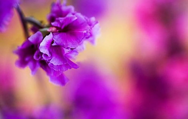 Purple Love, flower, purple, muted, love, HD wallpaper