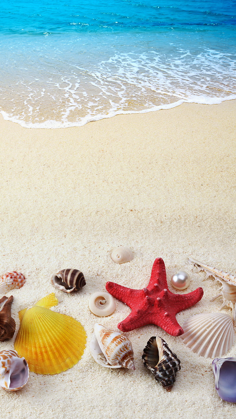 Seashells, beach, cute, nautical, ocean, pastel, sea, shells, summer, HD  phone wallpaper | Peakpx