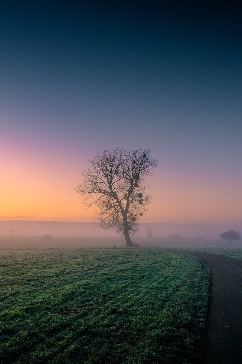 tree, fog, road, grass, dusk, HD phone wallpaper