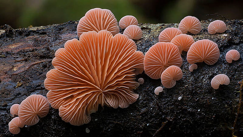 Closeup View Of Fungus Mushrooms On Tree Trunk In Blur Background Mushroom, HD wallpaper