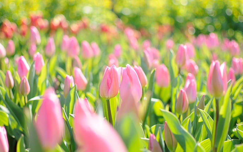 Pink Tulips Field-, HD wallpaper