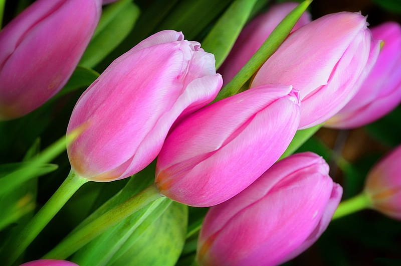 Tulips, pretty, colorful, lovely, bonito, delicate, nice, flowers ...