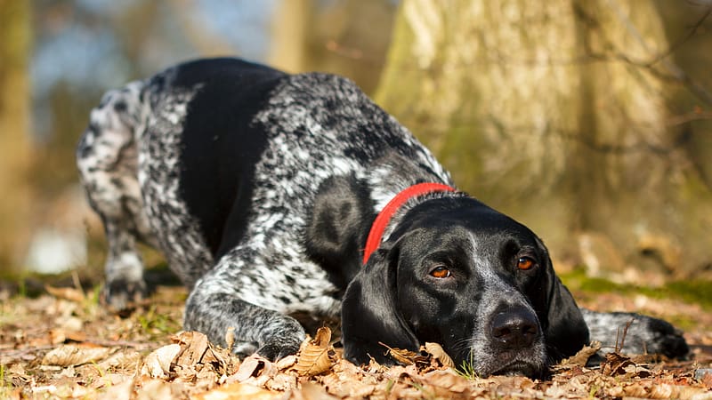 Dogs, Dog, Animal, German Shorthaired Pointer, HD wallpaper