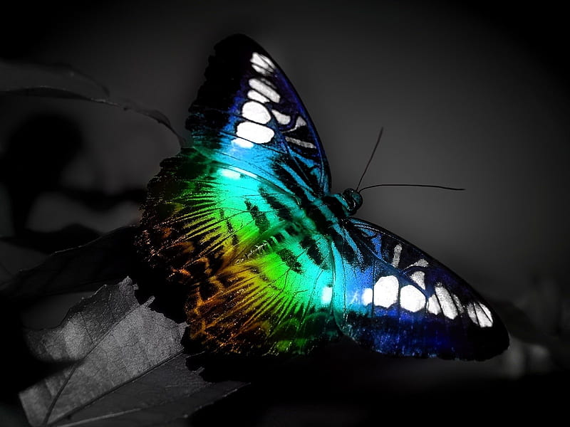 Colorful Butterfly-Animal World Series, HD wallpaper