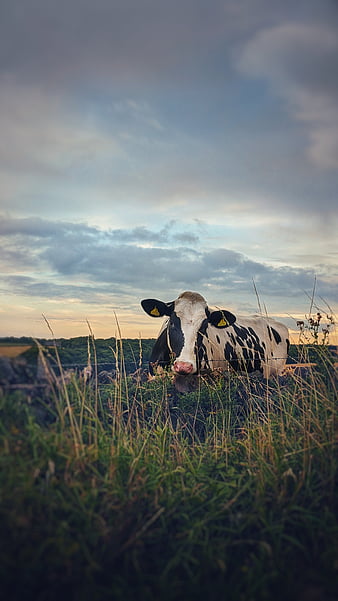 Highland cow, moo, HD phone wallpaper | Peakpx