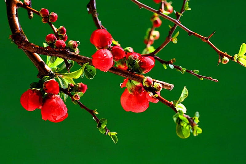 The burgeoning, red, tree, twig, burgeoning, nature, spring, beginning, other, HD wallpaper