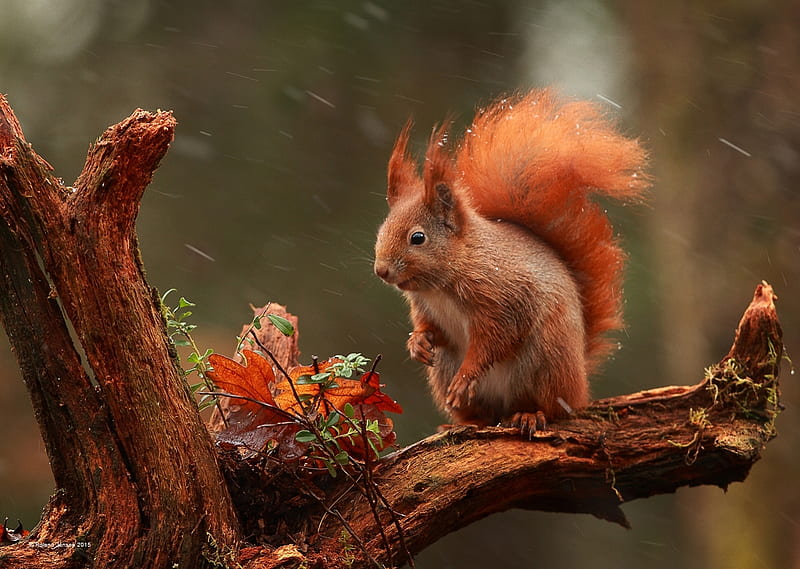 Squirrel, red, veverita, autumn, orange, toamna, animal, cute, rain, HD wallpaper