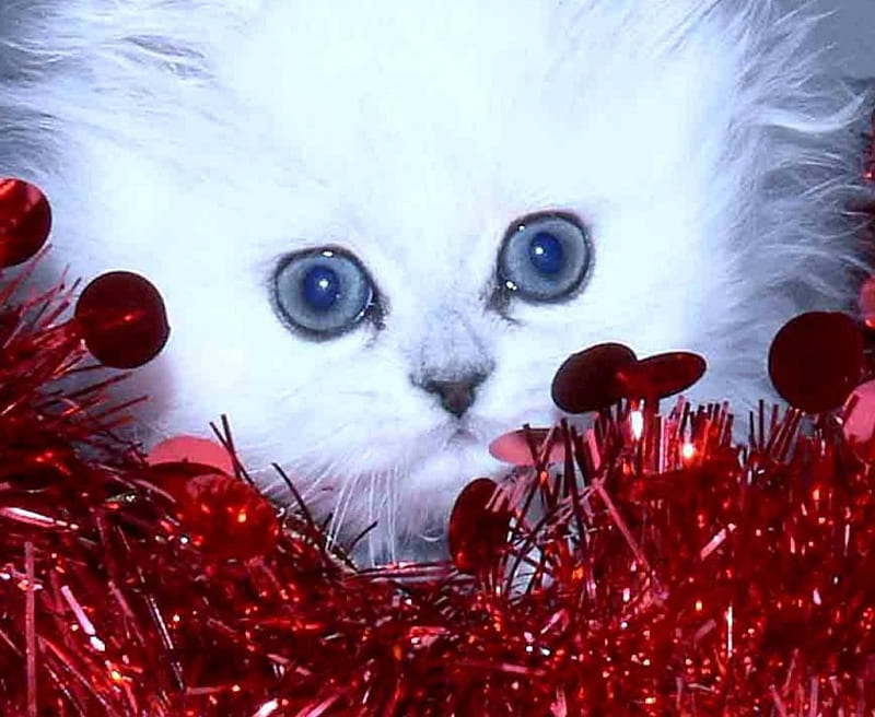 Kitten in tinsel, red tinsel, cat, blue eyes, white persian kitten, HD wallpaper