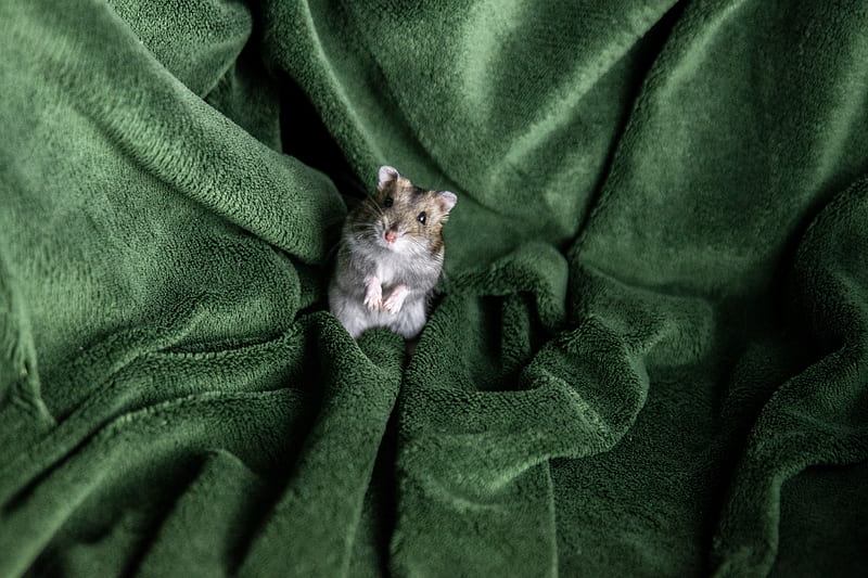 hamster, rodent, blanket, pet, HD wallpaper