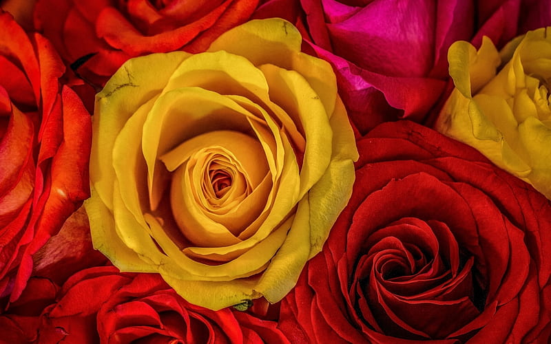 Roses, red, colorful, rose, texture, yellow, flower, skin, trandafir, HD wallpaper