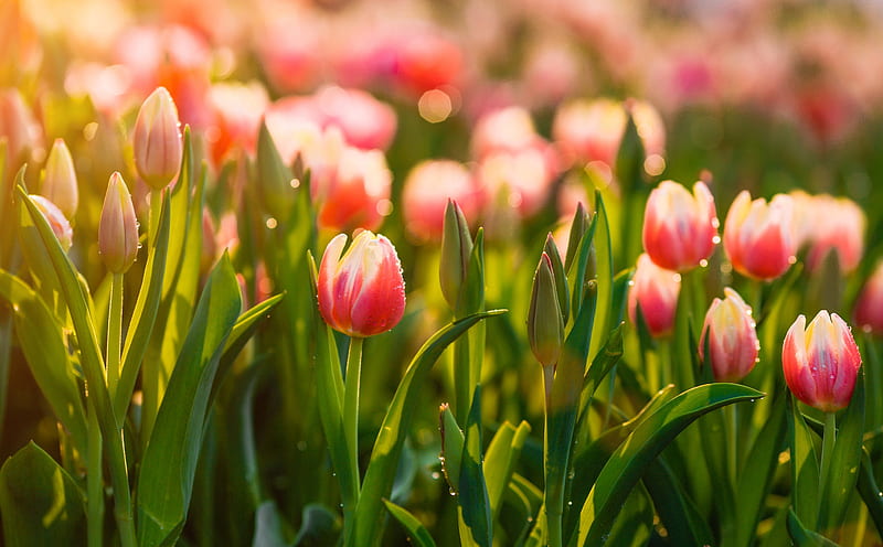 Springtime Tulips Flowers Ultra, Seasons, Spring, Nature, Tulips, Flowers, Outdoor, Blooming, Season, bokeh, HD wallpaper