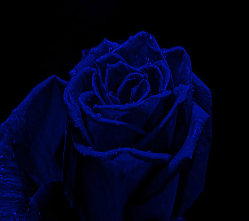 Deep Blue Rose, deep blue, HD wallpaper | Peakpx