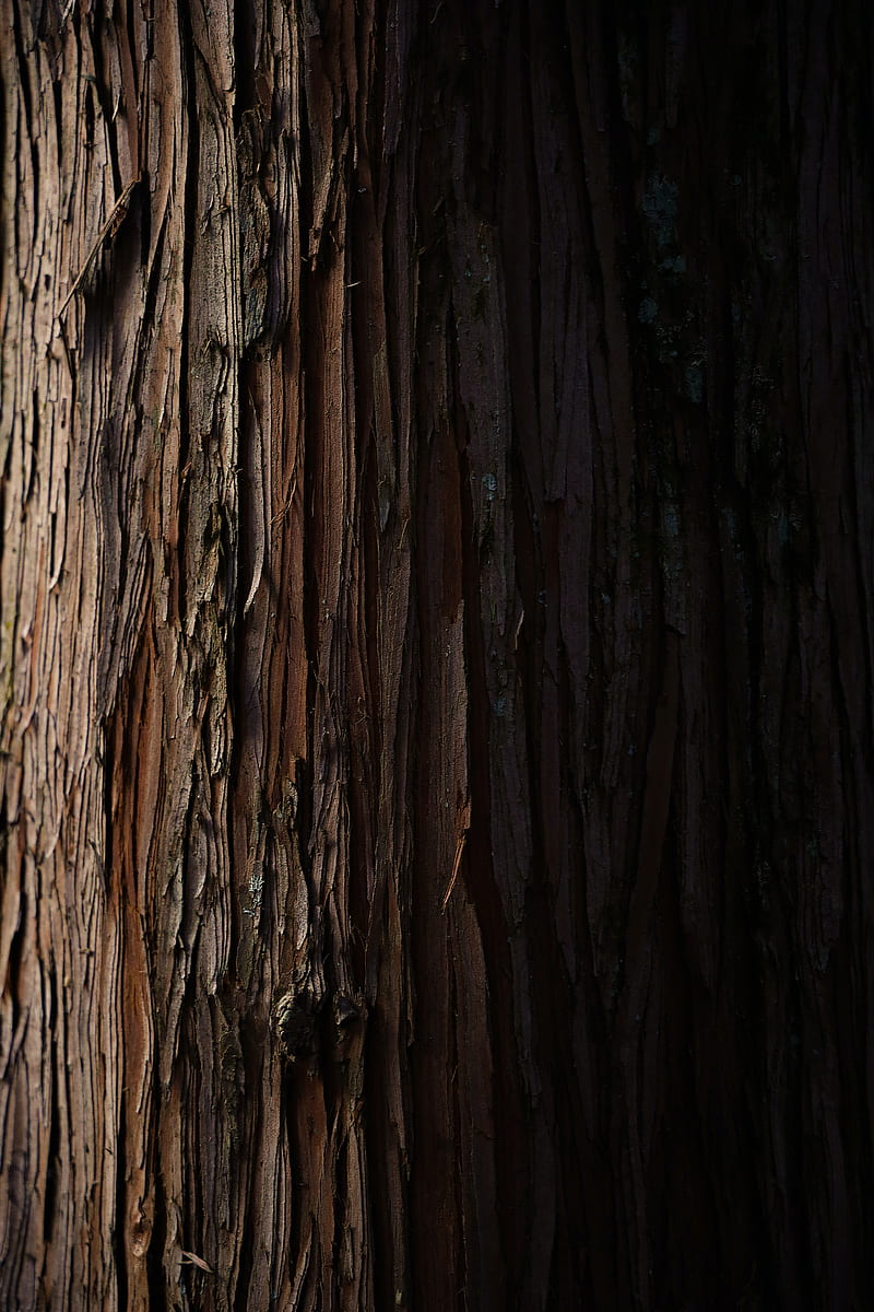 bark, wood, stripes, wooden, texture, HD phone wallpaper