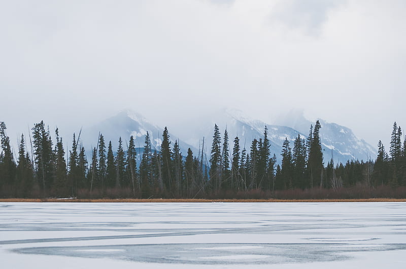 frozen lake near tall green trees, HD wallpaper