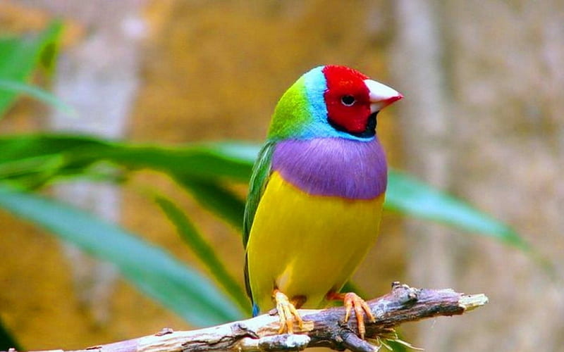 Colorful Finch Bird-Animal, HD wallpaper