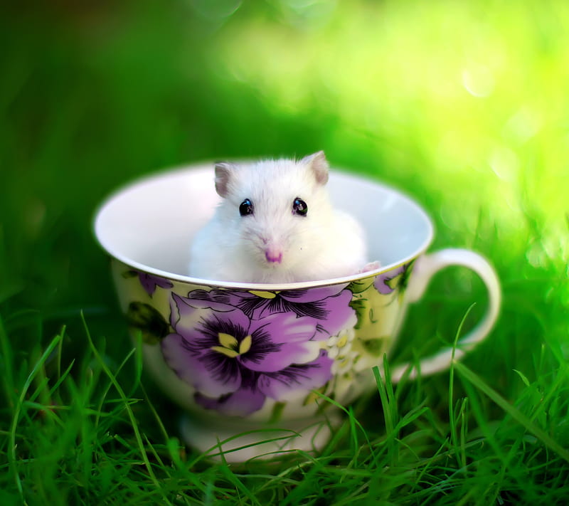 Mice, animals, lovely mice in the teacup, HD wallpaper
