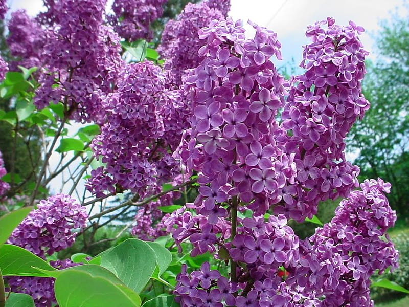 A branch of fragrance, spring, purple, lilacs, mauve, HD wallpaper | Peakpx