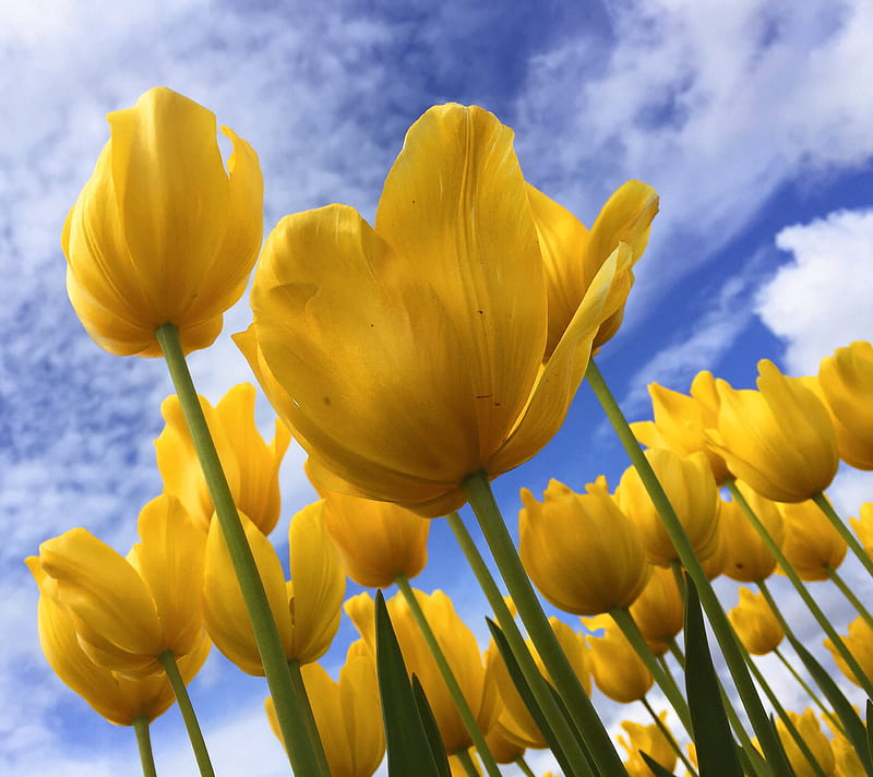 Yellow Tulips, nature, outdoors, outside, spring, sunny, spring, HD wallpaper