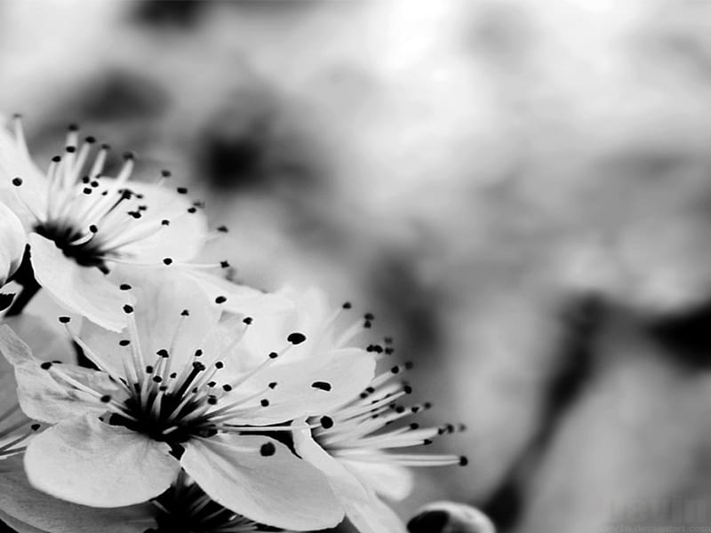 Ilusión, flores, negras y blancas, Fondo de pantalla HD | Peakpx