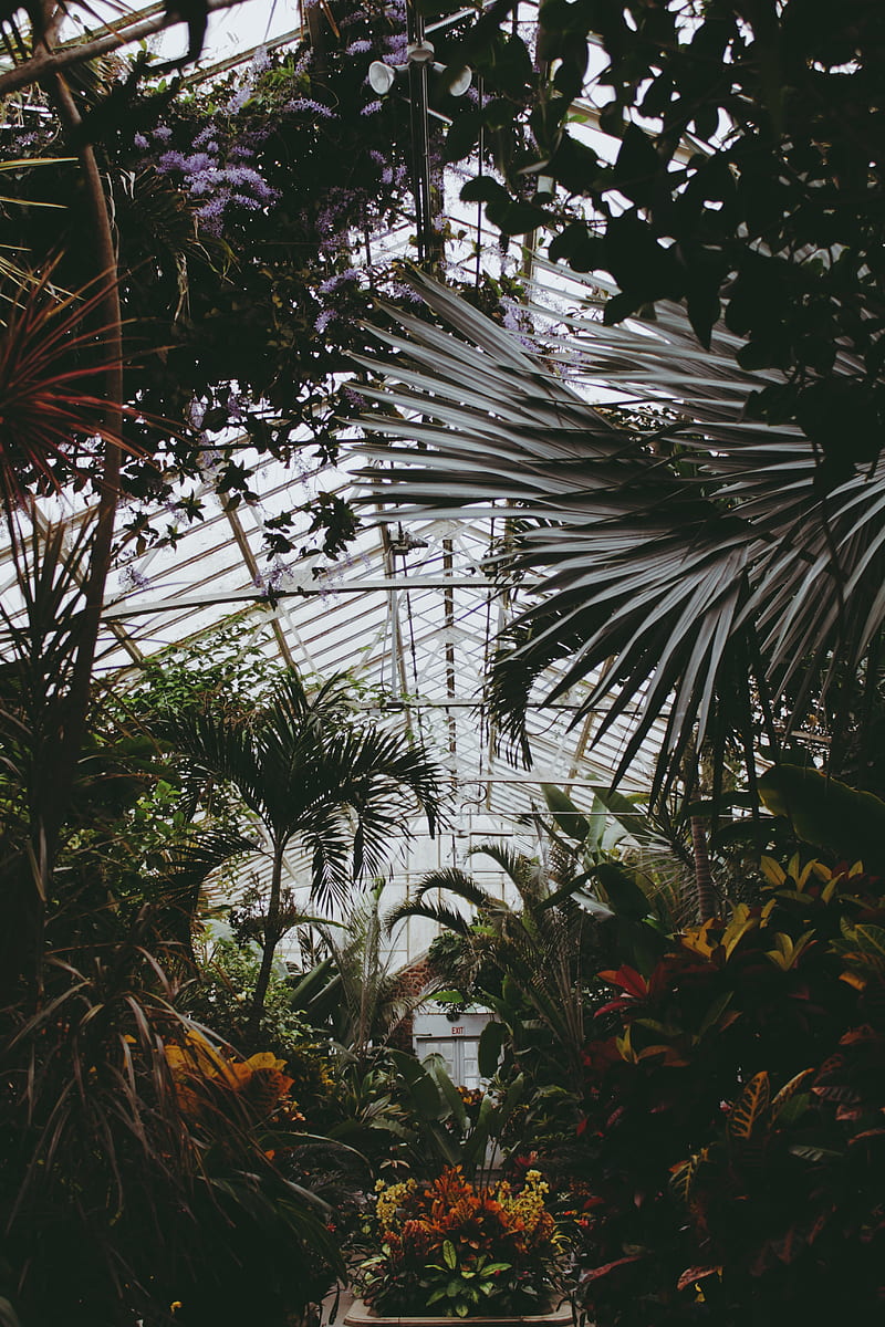 greenhouse, plants, leaves, vegetation, HD phone wallpaper