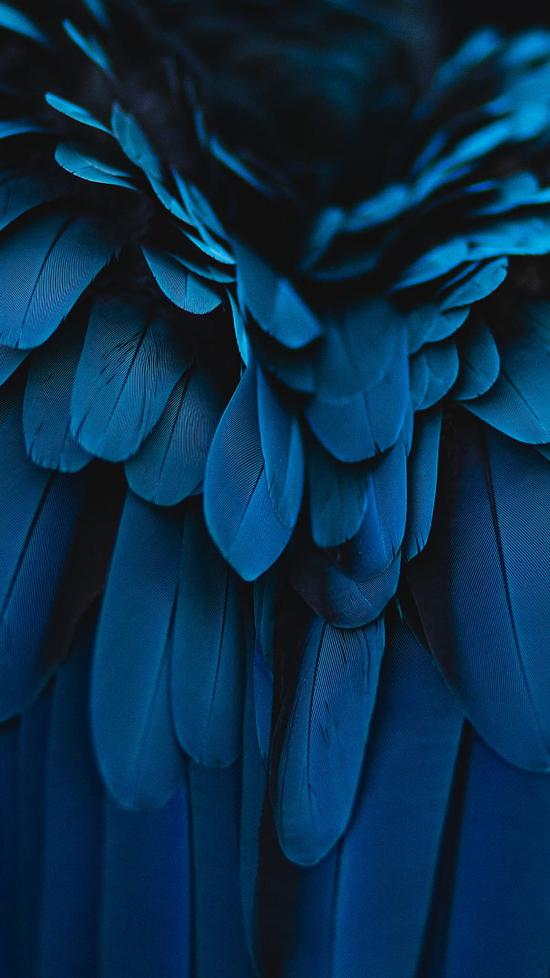 Blue Macaw Detail, 14, Blue, bonito, beybe.am, bird, detail, feathers, iOS 14, macro, minimal, nature, pretty, HD phone wallpaper