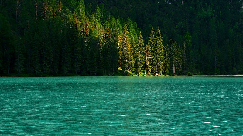 spruce, trees, lake, water, glare, HD wallpaper