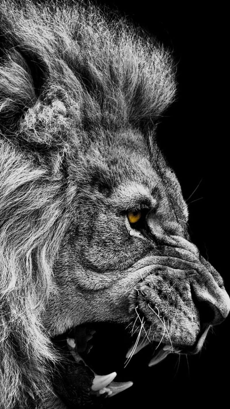 Black and White Lion wild animals, HD phone wallpaper