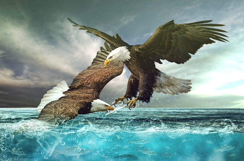 Eagles Fighting Over Fish, Sea, water, bonito, Eagles, birds, majestic, digital art, HD wallpaper
