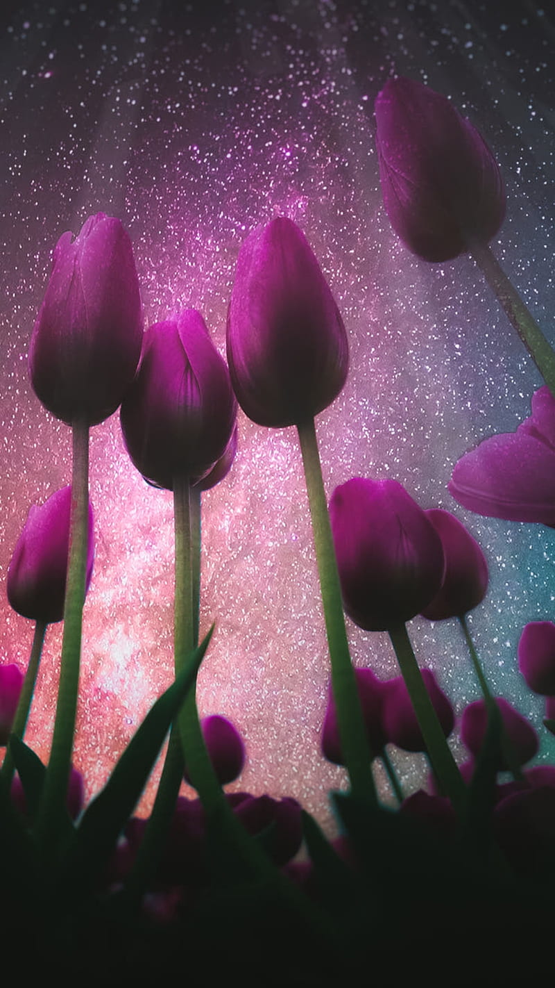 Tulips, flower, nature, nebula, pink, purple, sky, stars, tulip, HD phone wallpaper